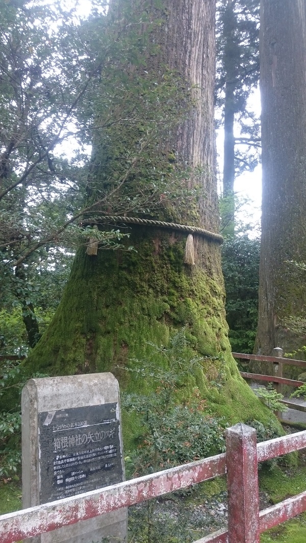 練馬区、中村橋・富士見台、サヤン鍼灸院・接骨院、箱根、矢立手の杉。