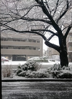 練馬区、中村橋・富士見台、サヤン鍼灸院・接骨院ブログ、雪景色