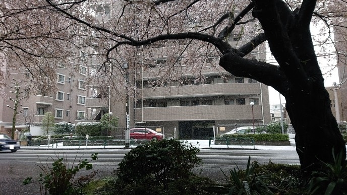 練馬区、中村橋・富士見台、サヤン鍼灸院・接骨院ブログ、雪桜