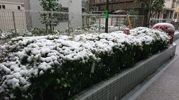 練馬区、中村橋・富士見台、サヤン鍼灸院・接骨院ブログ、植え込みの雪