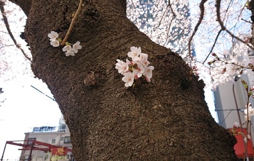 練馬区、中村橋・富士見台、サヤン鍼灸院・接骨院ブログ、桜の花