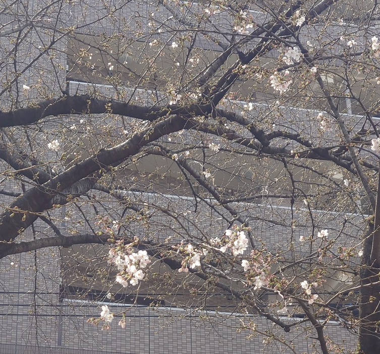 練馬区、中村橋・富士見台、サヤン鍼灸院・接骨院ブログ、2025、3月25日桜