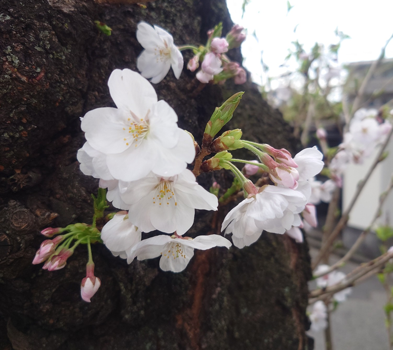練馬区、中村橋・富士見台、サヤン鍼灸院・接骨院ブログ、桜のアップ