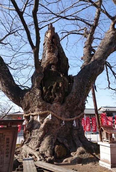 練馬区、中村橋・富士見台、サヤン鍼灸院・接骨院ブログ、秩父今宮神社、龍神木２