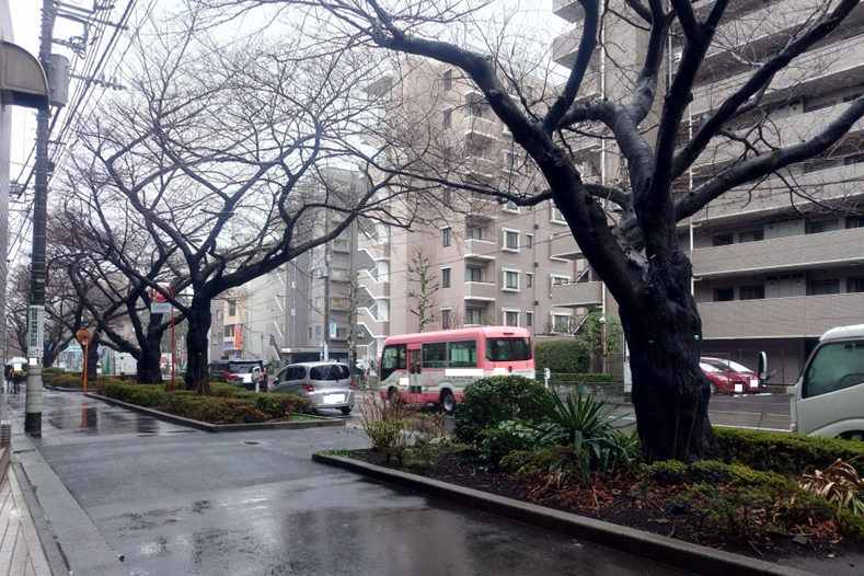 練馬区、中村橋・富士見台、サヤン鍼灸院・接骨院ブログ、3月5日朝