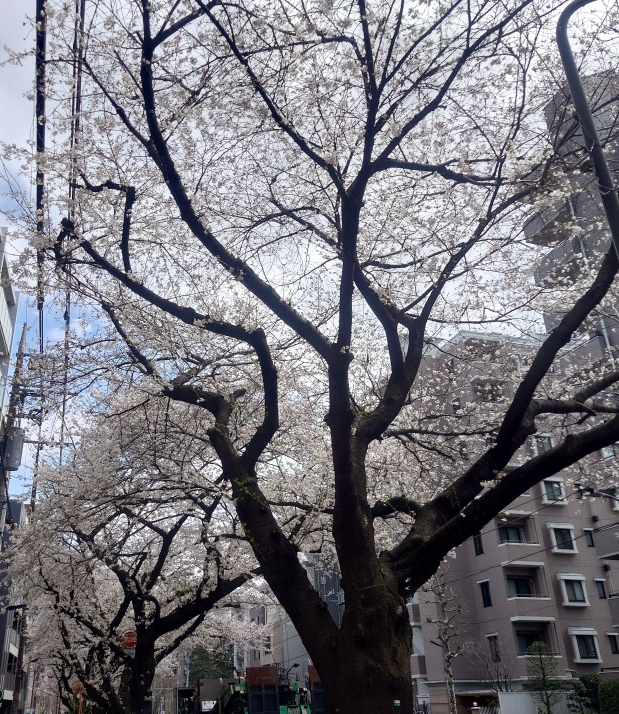 練馬区、中村橋・富士見台、サヤン鍼灸院・接骨院ブログ、3月28日桜