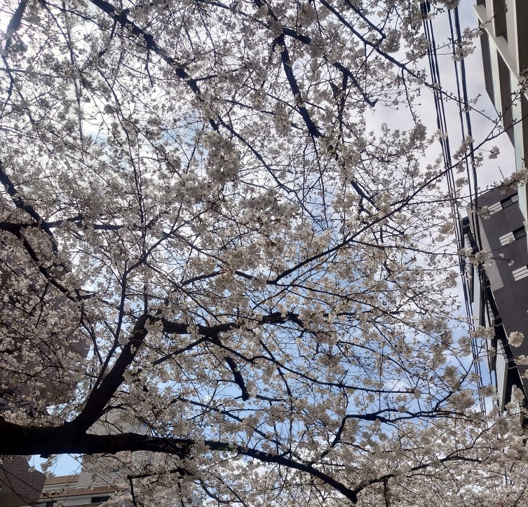 練馬区、中村橋・富士見台、サヤン鍼灸院・接骨院ブログ、2025年3月28日桜