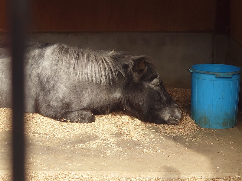 練馬区、中村橋・富士見台、サヤン鍼灸院・接骨院ブログ、神馬あかりちゃん２