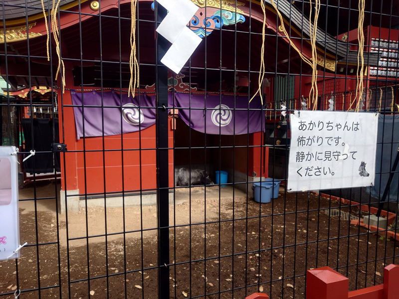 練馬区、中村橋・富士見台、サヤン鍼灸院・接骨院ブログ、神馬あかりちゃん１