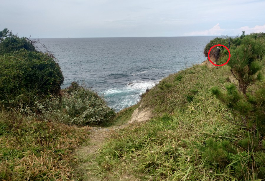 練馬区、中村橋・富士見台、サヤン鍼灸院・接骨院ブログ、尼御前岬、根っこ１