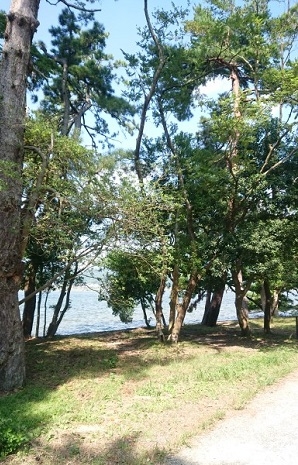 練馬区、中村橋・富士見台、サヤン鍼灸院・接骨院ブログ、天橋立・松並木２