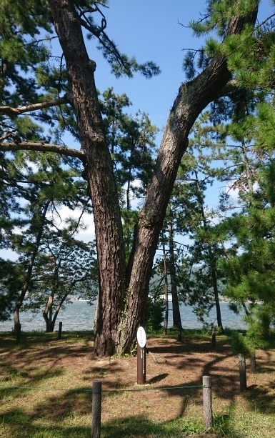 練馬区、中村橋・富士見台、サヤン鍼灸院・接骨院ブログ、天橋立・なかよし松