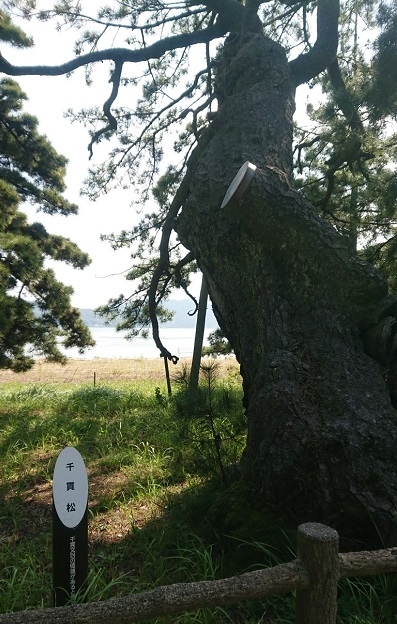 練馬区、中村橋・富士見台、サヤン鍼灸院・接骨院ブログ、天橋立・千貫松