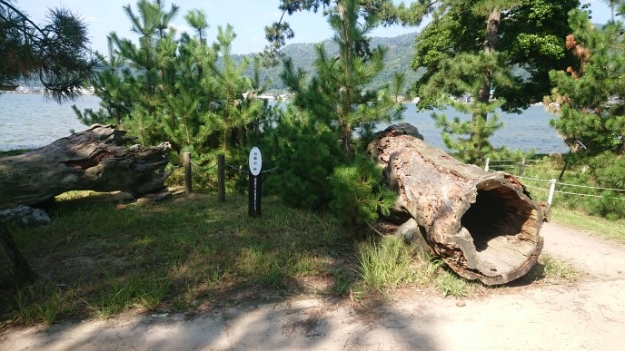 練馬区、中村橋・富士見台、サヤン鍼灸院・接骨院ブログ、天橋立・双龍の松