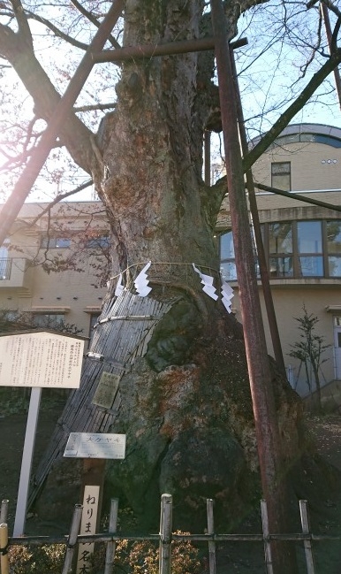 練馬区、中村橋・富士見台、サヤン鍼灸院・接骨院ブログ、練馬白山神社の大ケヤキ