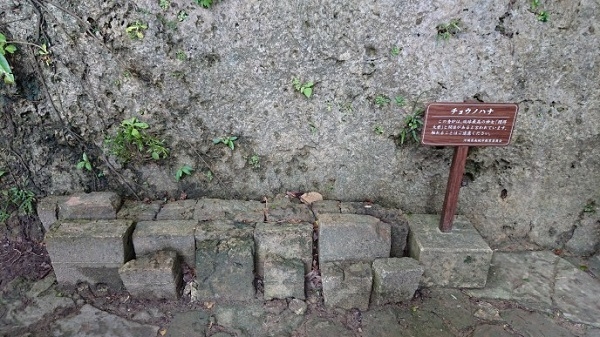 練馬区、中村橋・富士見台、サヤン鍼灸院・接骨院ブログ、斎場御嶽、ちょうのはな