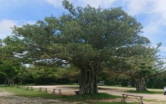 練馬区、中村橋・富士見台、サヤン鍼灸院・接骨院ブログ、ガンガラーの谷入口、広場の木