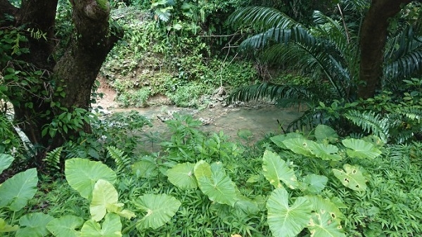 練馬区、中村橋・富士見台、サヤン鍼灸院・接骨院ブログ、ガンガラーの谷、川辺１