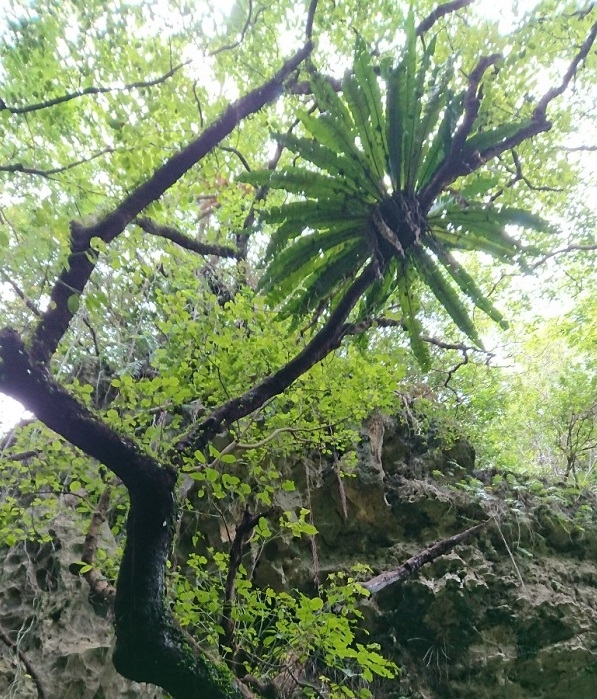 練馬区、中村橋・富士見台、サヤン鍼灸院・接骨院ブログ、ガンガラーの谷、空飛ぶシダ植物