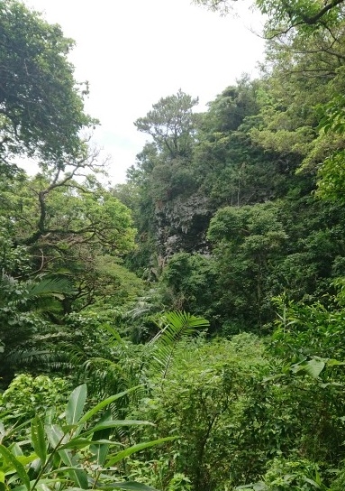 練馬区、中村橋・富士見台、サヤン鍼灸院・接骨院ブログ、ガンガラーの谷、鍾乳洞崩落