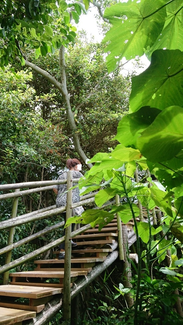 練馬区、中村橋・富士見台、サヤン鍼灸院・接骨院ブログ、ガンガラーの谷、ツリーテラス