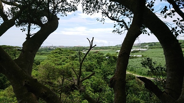 練馬区、中村橋・富士見台、サヤン鍼灸院・接骨院ブログ、ガンガラーの谷、ツリーテラスの上１