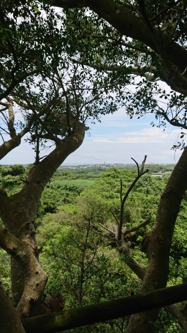 練馬区、中村橋・富士見台、サヤン鍼灸院・接骨院ブログ、ガンガラーの谷、ツリーテラスの上２