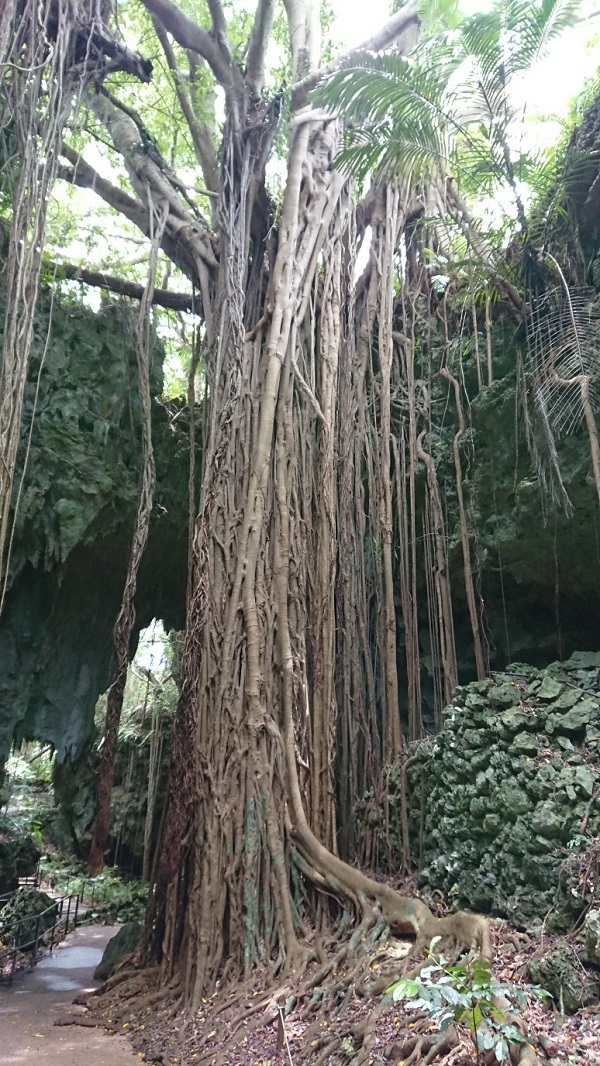 練馬区、中村橋・富士見台、サヤン鍼灸院・接骨院ブログ、大主ガジュマル２