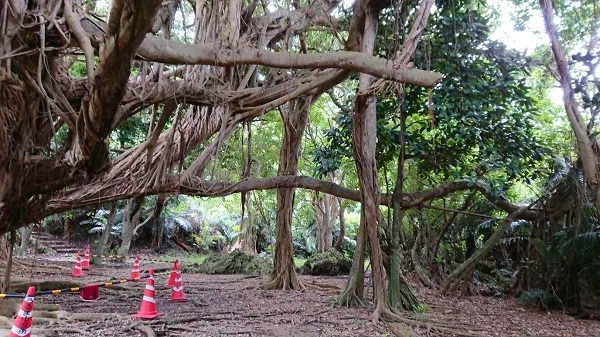 練馬区、中村橋・富士見台、サヤン鍼灸院・接骨院ブログ、東の御嶽