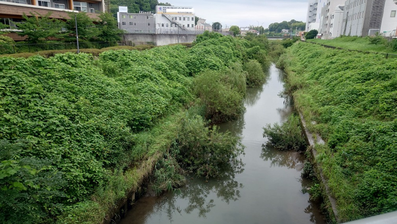 練馬区、中村橋・富士見台、サヤン鍼灸院・接骨院ブログ、早淵川