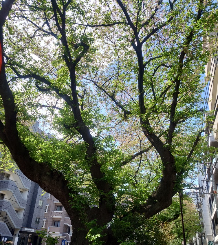 練馬区、中村橋・富士見台、サヤン鍼灸院・接骨院ブログ、葉桜