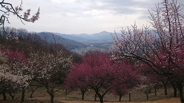 練馬区、中村橋・富士見台、サヤン鍼灸院・接骨院ブログ、長瀞、宝登山、長瀞の景色