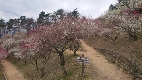 練馬区、中村橋・富士見台、サヤン鍼灸院・接骨院ブログ、秩父・宝登山・蝋梅園・梅百花園