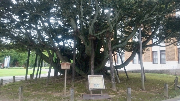 練馬区、中村橋・富士見台、サヤン鍼灸院・接骨院ブログ、旧県庁のしいのき