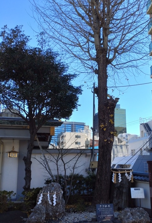 練馬区、中村橋・富士見台、サヤン鍼灸院・接骨院ブログ、神田明神、大公孫樹