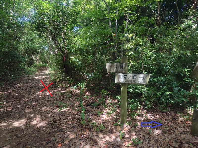 練馬区、中村橋・富士見台、サヤン鍼灸院・接骨院ブログ、加佐の岬、林道分岐２