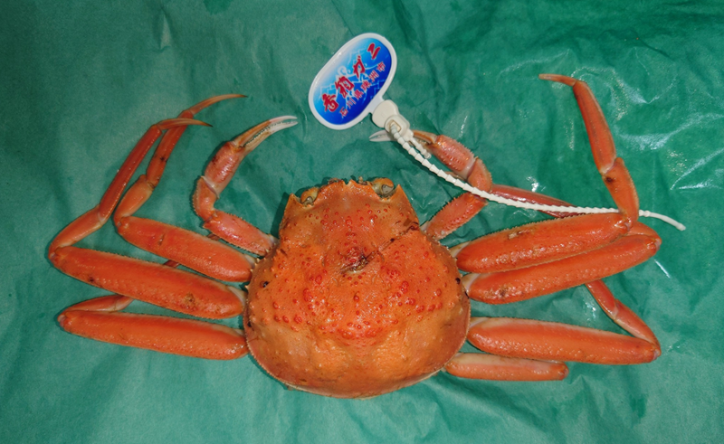 練馬区、中村橋・富士見台、サヤン鍼灸院・接骨院ブログ、香箱ガニ