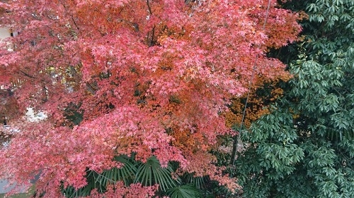 練馬区、中村橋・富士見台、サヤン鍼灸院・接骨院ブログ、紅葉