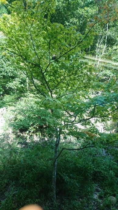 練馬区、中村橋・富士見台、サヤン鍼灸院・接骨院ブログ、叡山電車・青もみじトンネル２