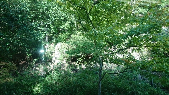 練馬区、中村橋・富士見台、サヤン鍼灸院・接骨院ブログ、叡山電車・青もみじトンネル１