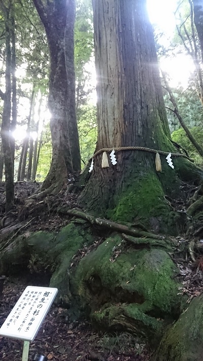 練馬区、中村橋・富士見台、サヤン鍼灸院・接骨院ブログ、貴船神社相生杉