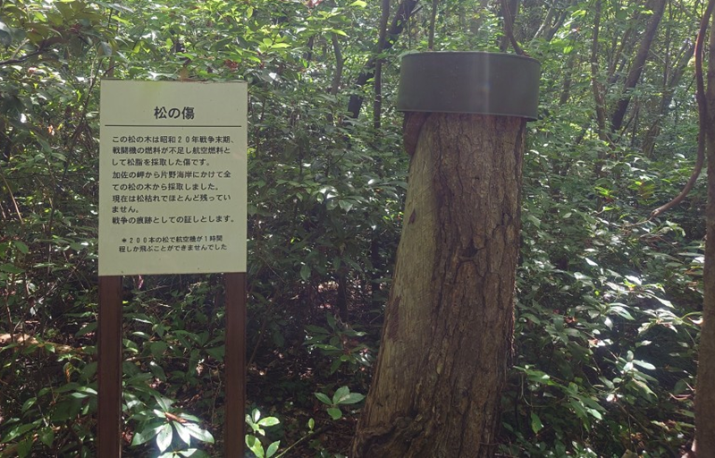 練馬区、中村橋・富士見台、サヤン鍼灸院・接骨院ブログ、加佐の岬、松の傷