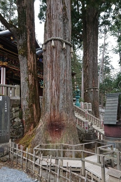 練馬区、中村橋・富士見台、サヤン鍼灸院・接骨院ブログ、三峰神社、ご神木１