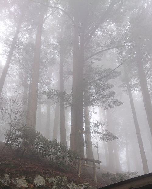 練馬区、中村橋・富士見台、サヤン鍼灸院・接骨院ブログ、秩父、三峰神社・えんむすびの木