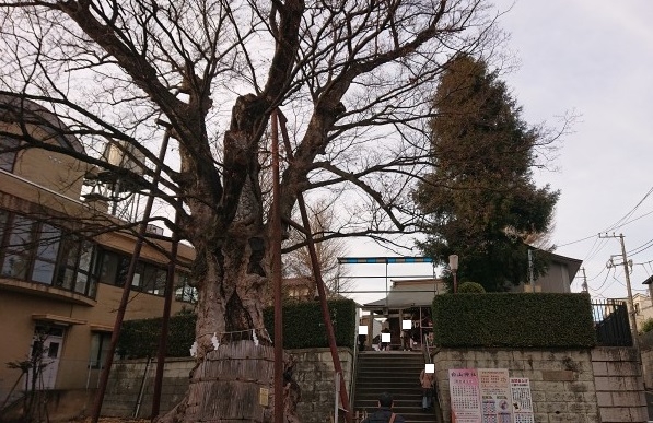 練馬区、中村橋・富士見台、サヤン鍼灸院・接骨院ブログ、練馬、白山神社