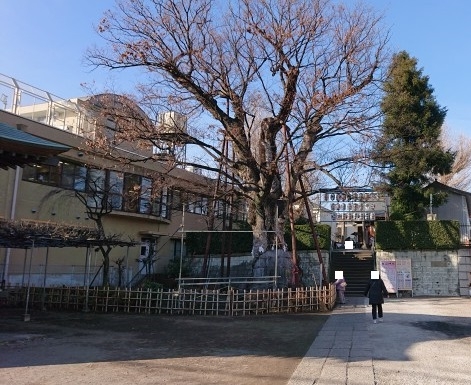 練馬区、中村橋・富士見台、サヤン鍼灸院・接骨院ブログ、練馬白山神社、入口