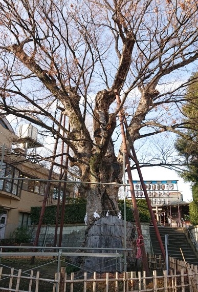 練馬区、中村橋・富士見台、サヤン鍼灸院・接骨院ブログ、練馬白山神社、大ケヤキ