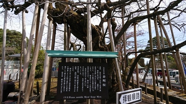 練馬区、中村橋・富士見台、サヤン鍼灸院・接骨院ブログ、日光山輪王寺、金剛桜