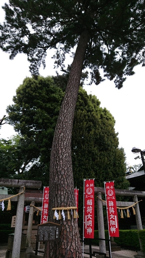 練馬区、中村橋・富士見台、サヤン鍼灸院・接骨院ブログ、沼袋・氷川神社・三本願い松