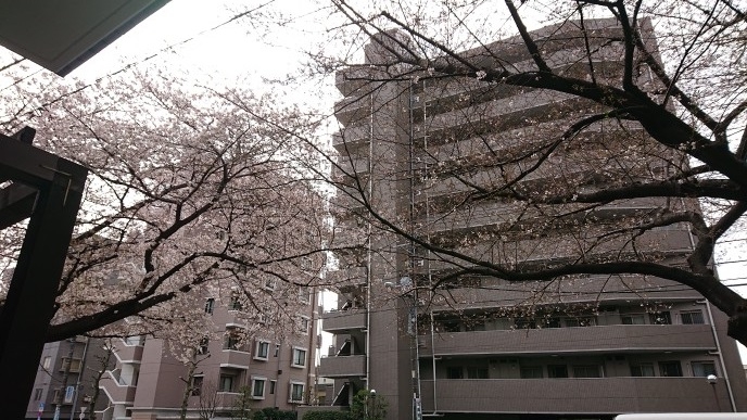 練馬区、中村橋・富士見台、サヤン鍼灸院・接骨院ブログ、桜